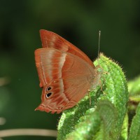 Abisara echerius Stoll, 1790